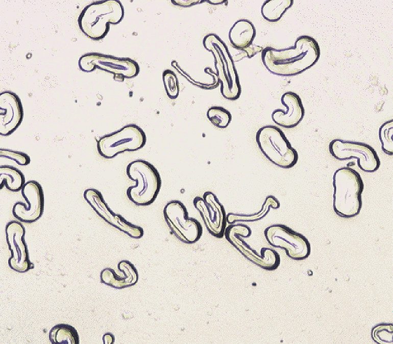 Morphology characterization of cotton fibers