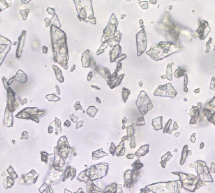 Pharmaceutical particles in oil