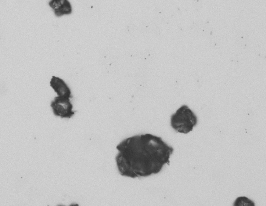 Paracetamol particle size analysis